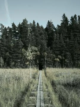 Duckboards on bog. Stock Photos