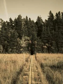 Duckboards on bog. Stock Photos