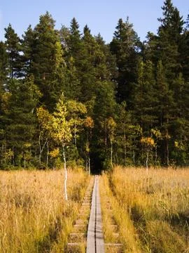 Duckboards on bog. Stock Photos
