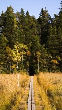 Duckboards on bog. Stock Photos