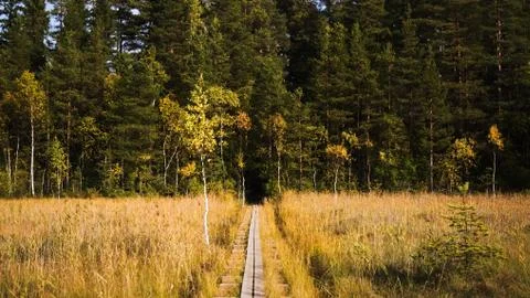 Duckboards on bog. Stock Photos