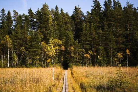 Duckboards on bog. Stock Photos