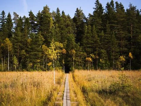 Duckboards on bog. Stock Photos