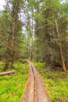 Duckboards in forest Stock Photos