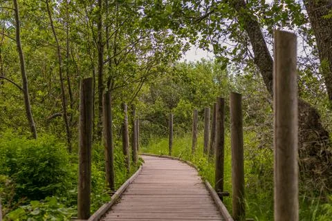 Duckboards in a forest 스톡 사진