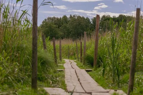 Duckboards 스톡 사진