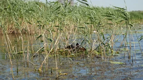 Duckduck building a nest in a river in a thicket of reeds Stock Footage 149275825