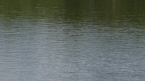 Duckfloatsby Видео 324697