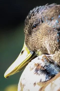 Duckhead Stock Photos