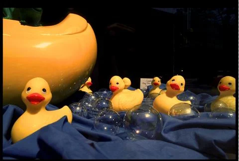 Duckies! Stock Photos