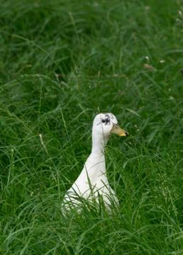 Ducking in Grass Stock Photos
