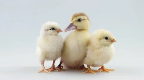Duckling and two chicken sitting Stock Footage 52264528