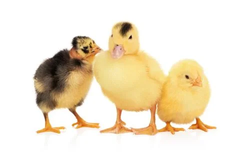 Duckling and two chicks Stock Photos