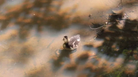 Duckling Antics in Stream Stock Footage 138780434