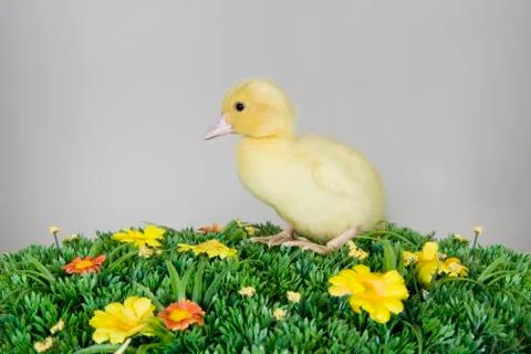 A duckling on artificial grass Stock Photos