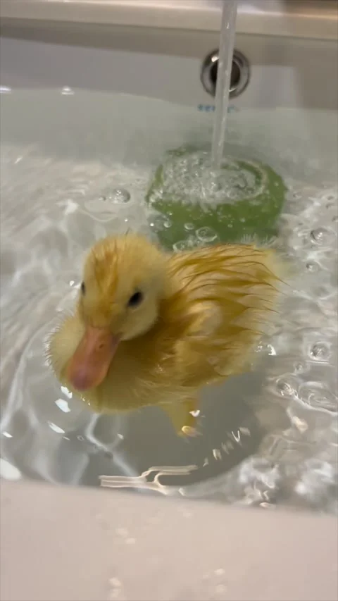 Duckling bath time in bathroom sink Stock Footage 319409812
