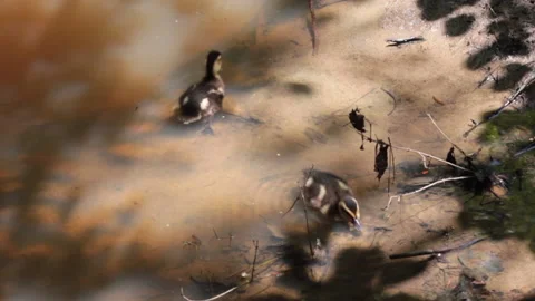 Duckling Behavior Stock Footage 138780615
