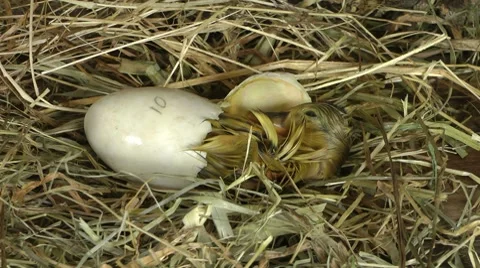 Duckling born 動画素材 8519514
