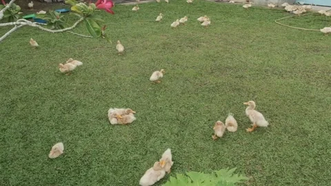 Duckling breeding Stock Footage 136432801