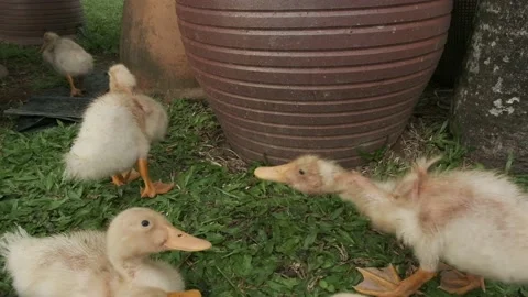 Duckling breeding Stock Footage 136528984