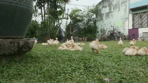 Duckling breeding Stock Footage 136529002