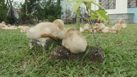 Duckling breeding Stock Footage 136529050