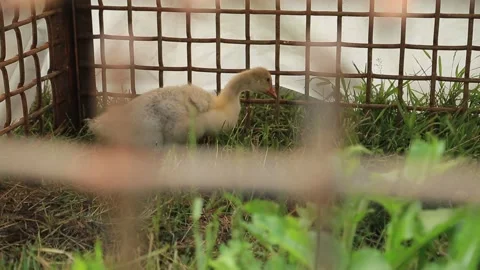 A DUCKLING IN A CAGE 2 Stock Footage 158124464