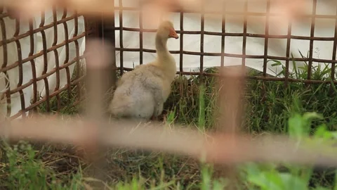 A DUCKLING IN A CAGE Stock Footage 158124455