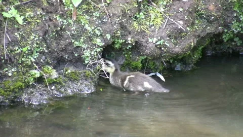 Duckling catches and eats insects on the shore grass Stock Footage 332840263