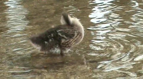 Duckling cleaning Video stock 376184