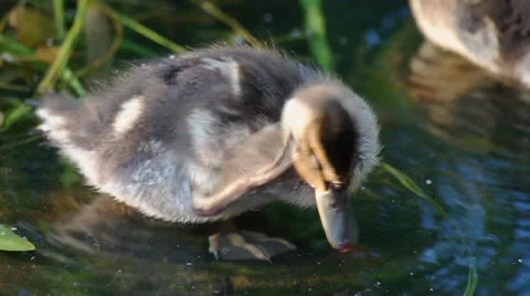 Duckling cleans feathers Stock Footage 24702423
