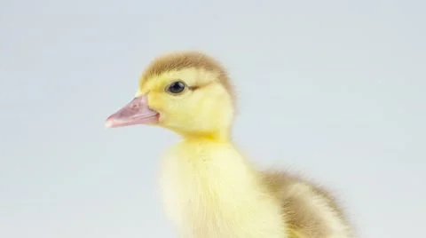 Duckling closeup in studio (include 2 scenes) Stock Footage 52249834