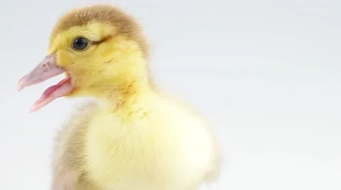 Duckling closeup in studio (include 3 scenes) Stock Footage 52249707