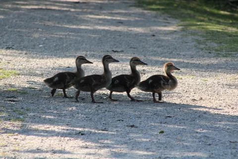 Duckling Crossing 库存照片
