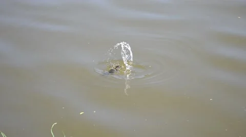 Duckling diving and re-emerging on water surface Video stock 45576533