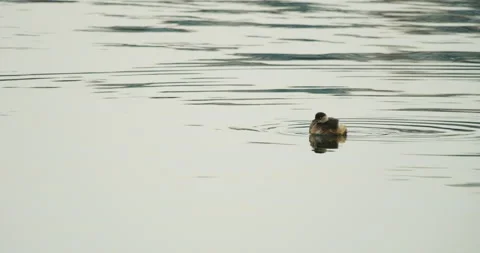 A duckling floating around Stock Footage 234979018