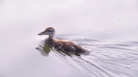 Duckling Floats on Pond Stock Footage 89676320