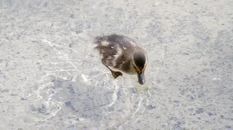 Duckling 스톡 동영상 5164227