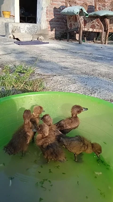 Duckling Stock Footage 243739411