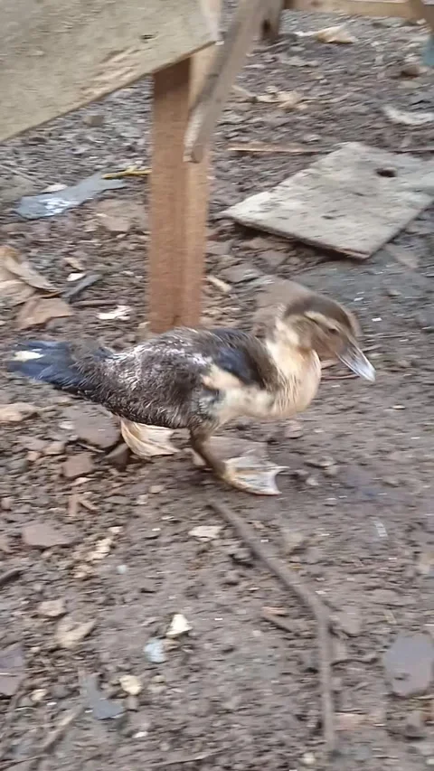 Duckling Stock Footage 267344351