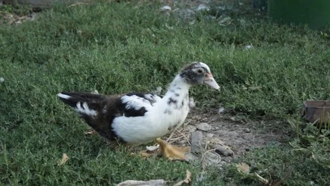 The duckling goes 動画素材 79768203