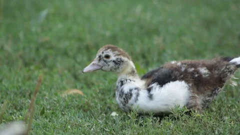 Duckling in the grass Video stock 79763053