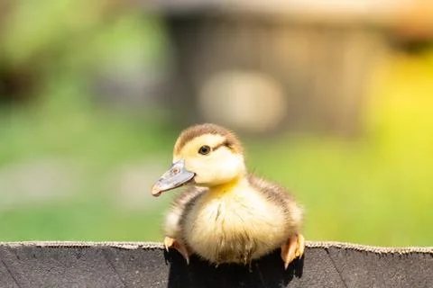 Duckling on the grass Stock Photos