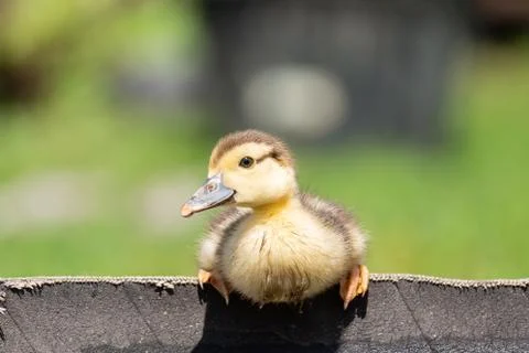 Duckling on the grass Stock Photos