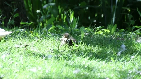 Duckling In Grass Walks Off Vídeo Stock 53898404