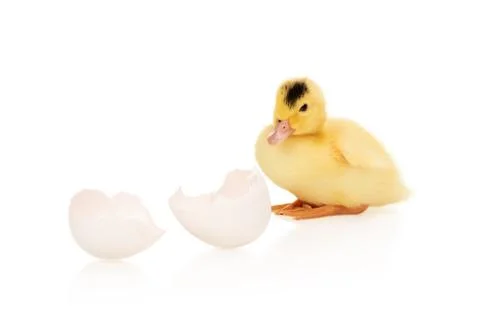 Duckling hatched from an egg Stock Photos