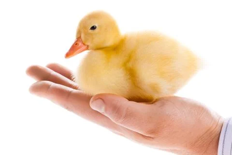 Duckling in human hands Stock Photos