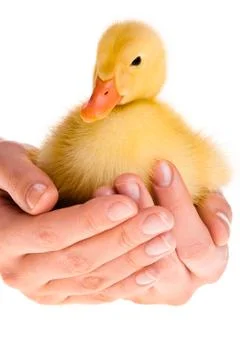 Duckling in human hands Foto stock