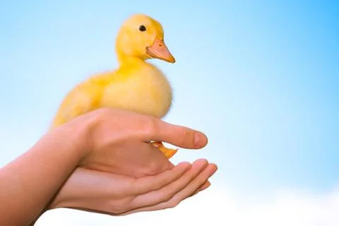 Duckling in human hands Stock Photos