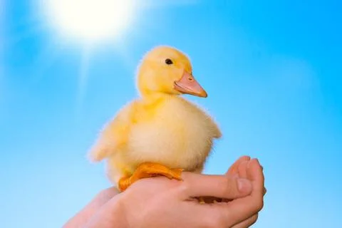 Duckling in human hands Stock Photos